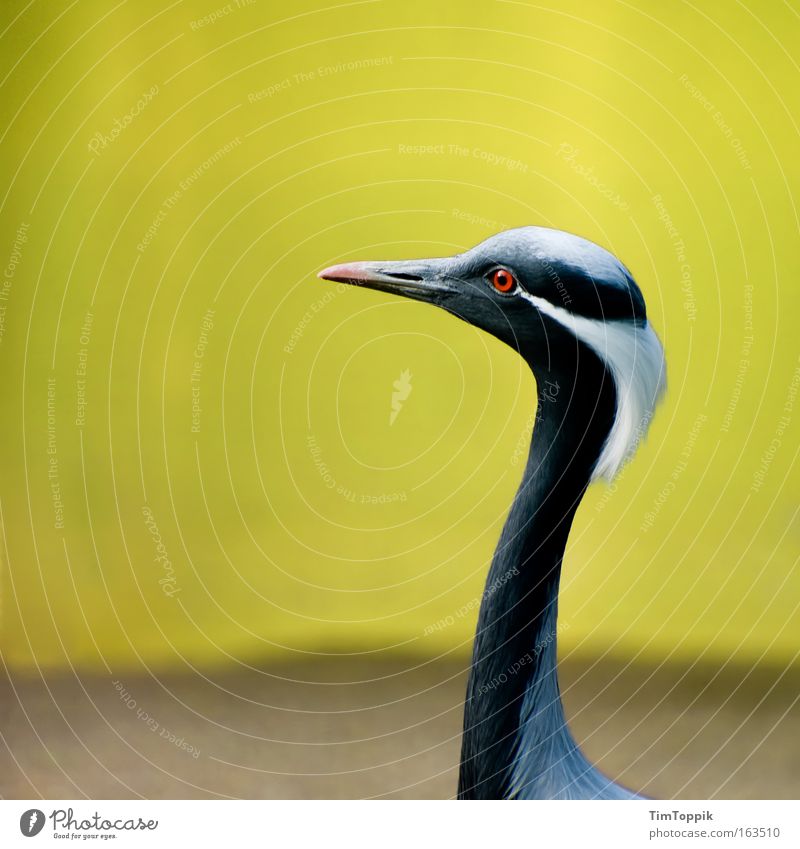 weird bird Colour photo Exterior shot Deserted Copy Space left Isolated Image Contrast Silhouette Shallow depth of field Central perspective Animal portrait