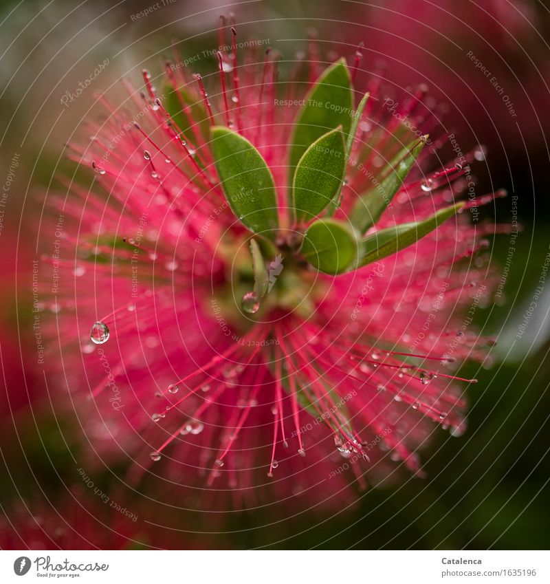 Wet red cylinder cleaner Nature Plant Water Drops of water Rain Flower Leaf Blossom Callistemon Park Blossoming Faded Growth Esthetic Glittering naturally Green