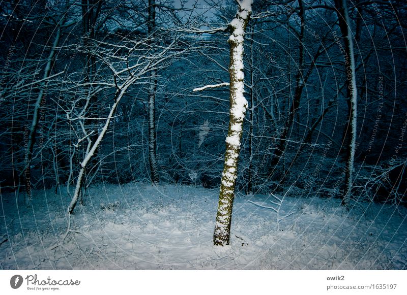 undergrowth Winter Ice Frost Snow Tree Branch Undergrowth Forest Threat Cold Idyll Colour photo Exterior shot Deserted Copy Space left Copy Space right Evening