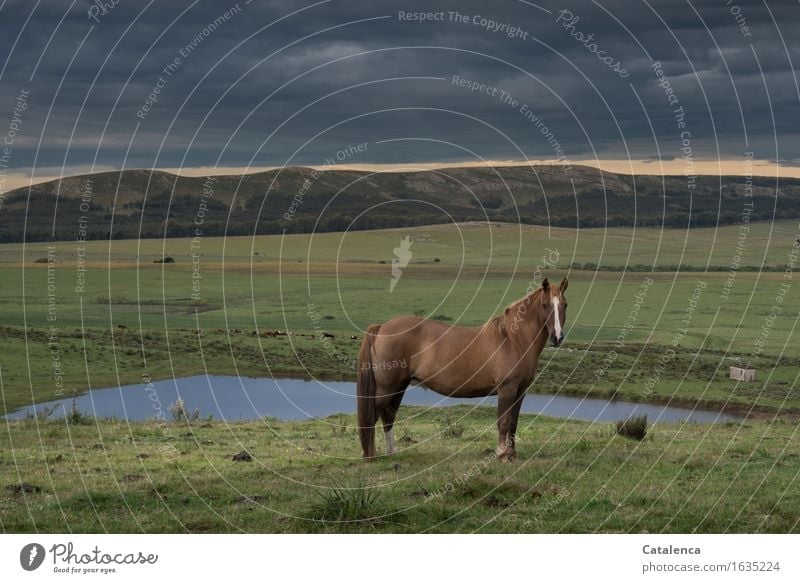 La tostada, horse in the pasture Equestrian sports Nature Landscape Plant Animal Storm clouds Bad weather Grass Field Hill Pond Horse 1 Observe Stand Esthetic
