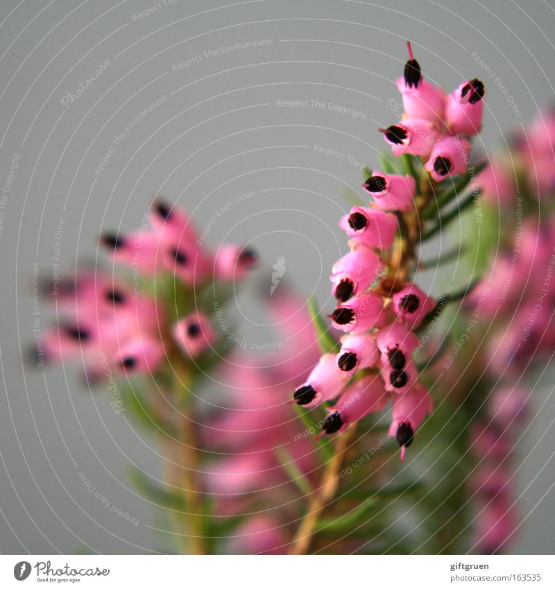 pink Colour photo Detail Macro (Extreme close-up) Deserted Copy Space top Neutral Background Shallow depth of field Central perspective Environment Nature Plant