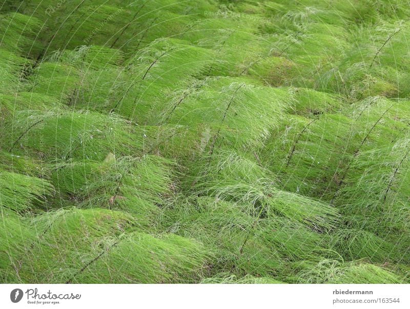horsetail Colour photo Exterior shot Close-up Deserted Day Central perspective Nature Plant Summer Wild plant Horsetail equisetum Natural Soft Green Esthetic