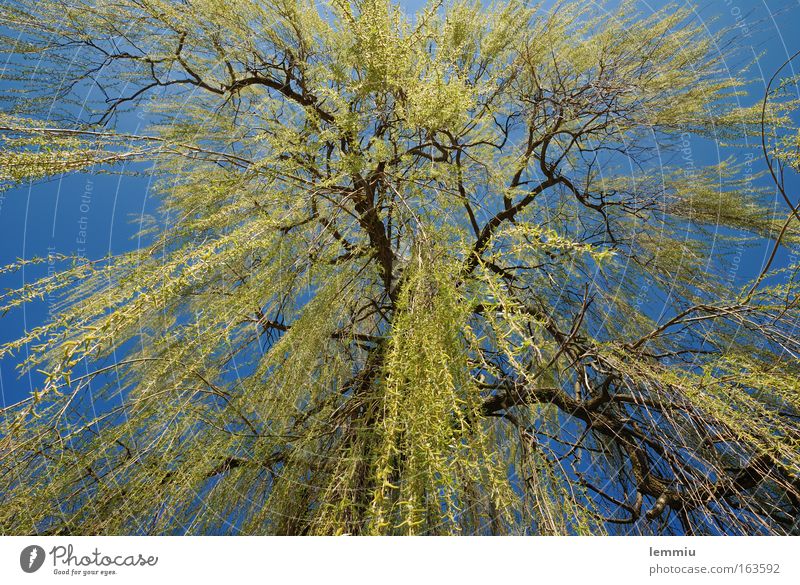 Weeping willow in spring Colour photo Exterior shot Deserted Day Sunlight Worm's-eye view Wide angle Nature Plant Sky Cloudless sky Spring Beautiful weather