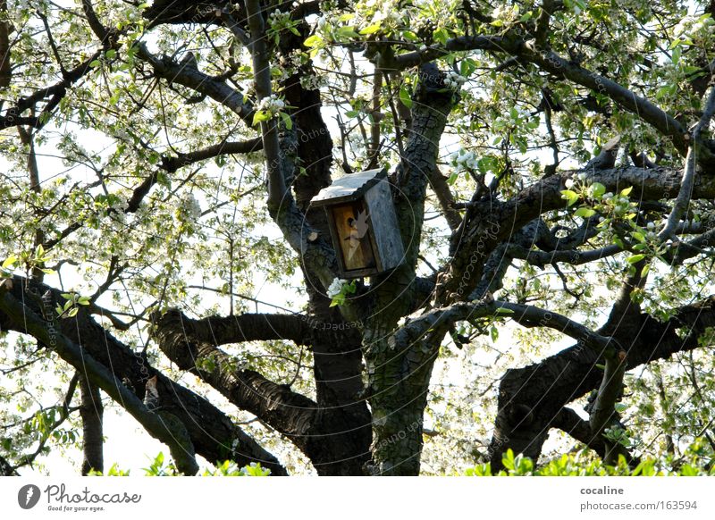 underhand Spring Tree Blossom Birdhouse Flat (apartment) Branch Warmth Blossoming Nest Wake up