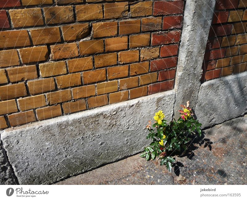search picture Summer Beautiful weather Plant Bushes Blossom Wall (barrier) Wall (building) Facade Pedestrian Lanes & trails Train station Stone Brick Simple
