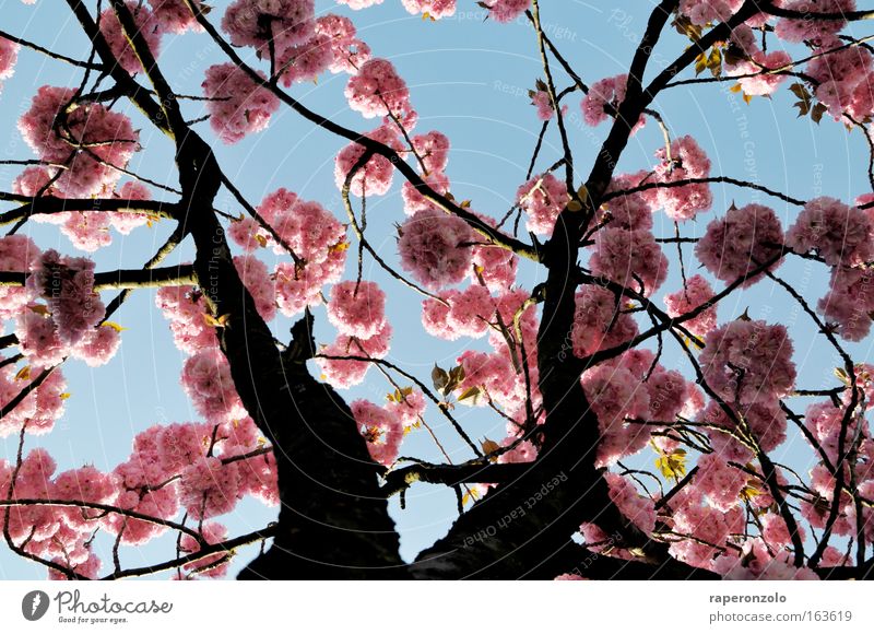 sakura Nature Plant Sky Spring Tree Blossom Cherry blossom Simple Exotic Beautiful Pink flowering cherry Ornamental cherry Far East Japan Delicate Hanami
