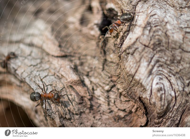 encounters Nature Animal Forest Wild animal Ant 2 Crawl Small Brown Red Black Waldameise Colour photo Exterior shot Macro (Extreme close-up) Deserted Day