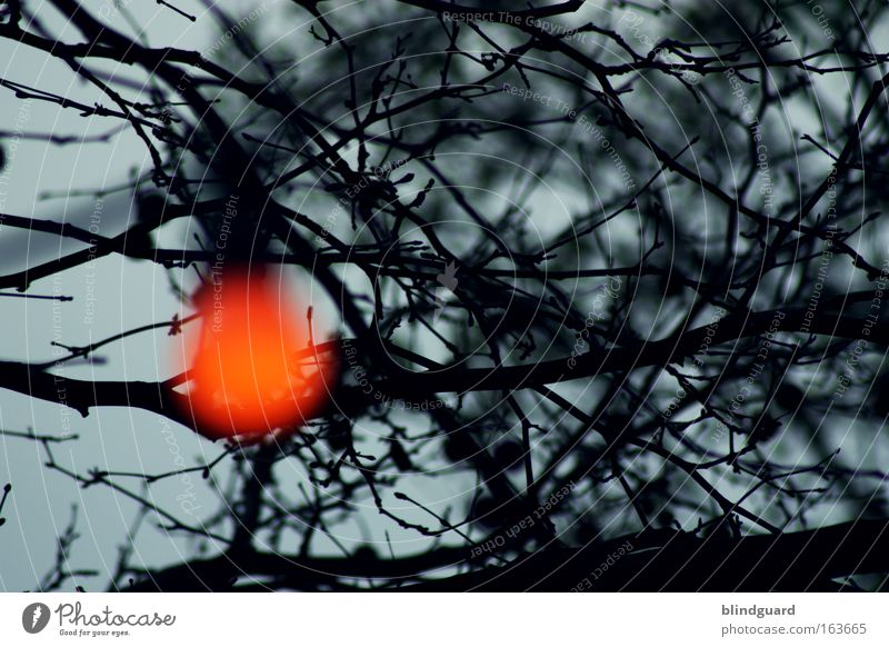 Another Lonely Light Colour photo Exterior shot Structures and shapes Copy Space right Evening Twilight Night Shadow Motion blur Central perspective Upward