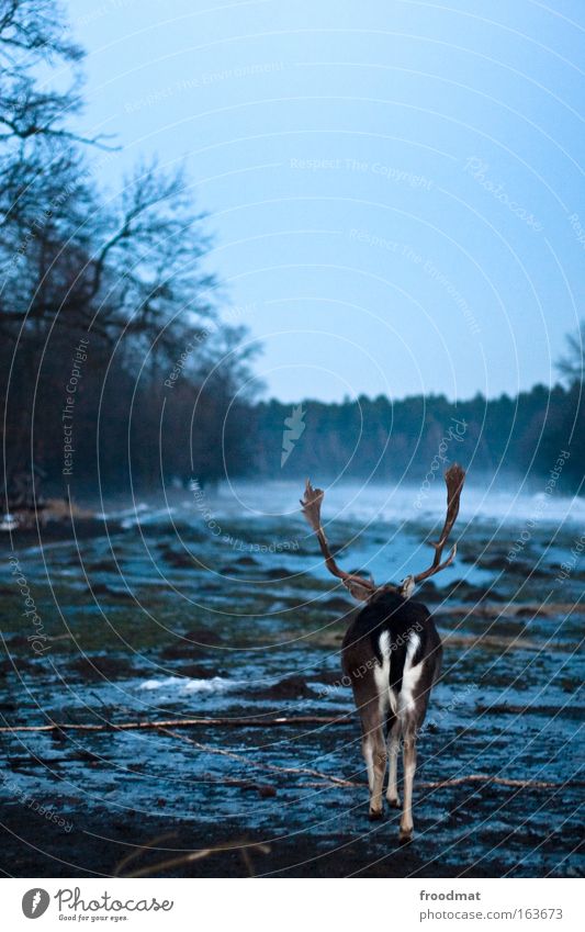 tramp stamp Colour photo Subdued colour Exterior shot Deserted Copy Space left Copy Space top Copy Space middle Dawn Evening Twilight Shallow depth of field