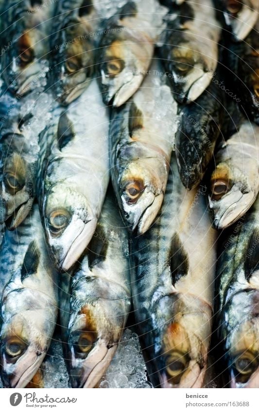 Fischi Fischi Mackerel Fish Ice Fish market Many Scales Death Markets Fresh ranked Fish restaurant eyes Cold