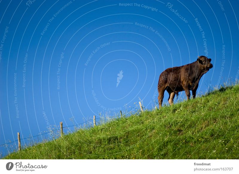 cocoa cow Colour photo Multicoloured Exterior shot Copy Space left Copy Space top Copy Space middle Neutral Background Day Central perspective Animal portrait