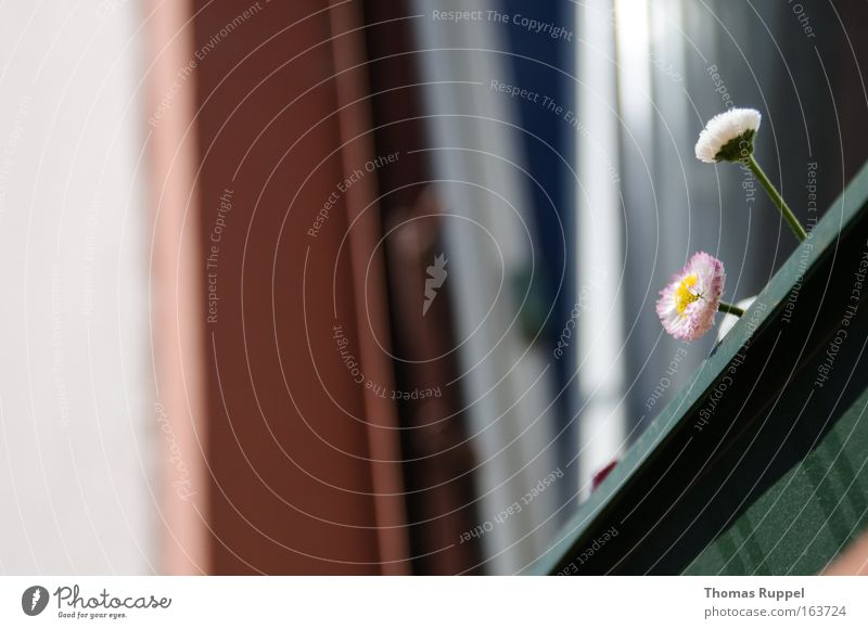 little flowers Colour photo Exterior shot Deserted Day Plant Flower Blossom House (Residential Structure) Building Wall (barrier) Wall (building) Facade Balcony