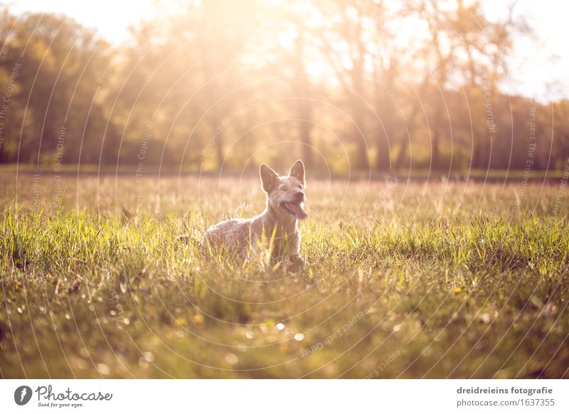 Jack Russell Terrier in summer at sunset Nature Landscape Sunrise Sunset Sunlight Spring Summer Beautiful weather Warmth Garden Park Meadow Animal Dog Sit Wait