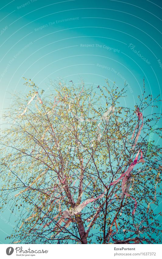 sky may tree flattened Environment Nature Sky Cloudless sky Sun Spring Tree Esthetic Bright Blue Green Red May tree Tinsel Decoration Paper chain Judder