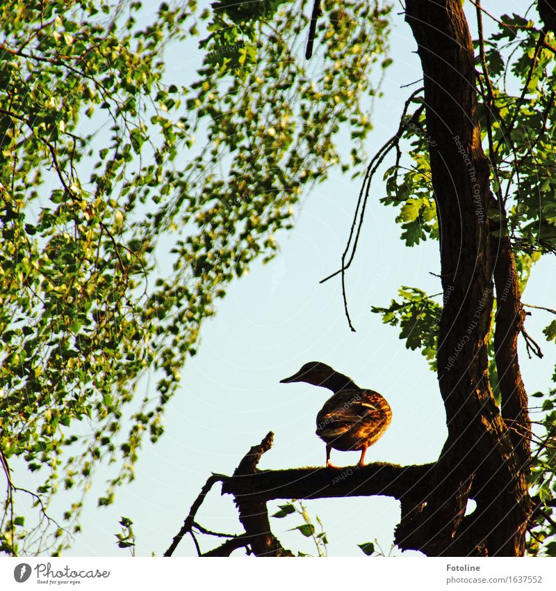 Where's my pond? Environment Nature Plant Animal Spring Tree Bird 1 Brash Free Natural Multicoloured Green Duck Branch Twigs and branches Leaf Colour photo