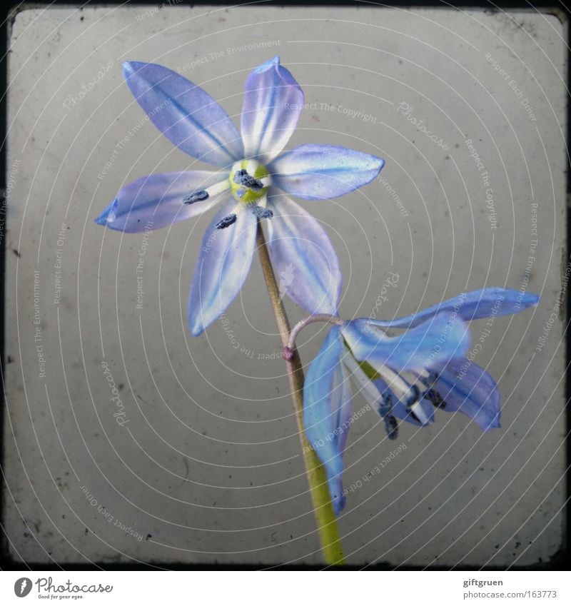 fragmentary blue Colour photo Close-up Deserted Copy Space left Neutral Background Nature Plant Spring Flower Blossom Flowering plant Blossoming Growth Esthetic