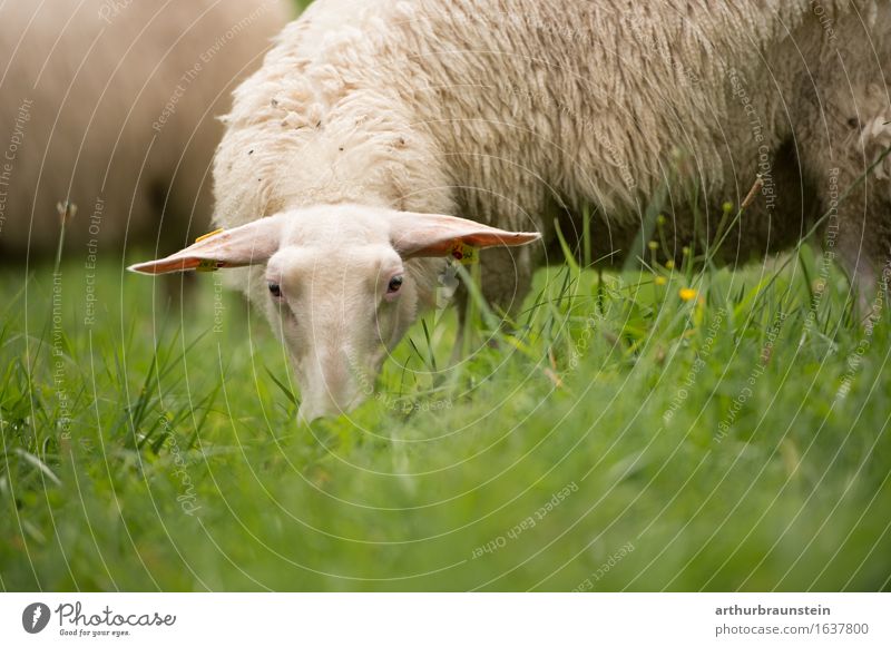 Sheep on the pasture Food Meat Dairy Products Nutrition Eating Organic produce Healthy Eating Vacation & Travel Farm Farmer Economy Agriculture Forestry Nature