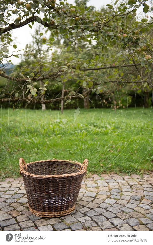 Basket for fruit harvesting Food Fruit Nutrition Organic produce Harvest Healthy Healthy Eating Leisure and hobbies Garden Agriculture Farmer Forestry