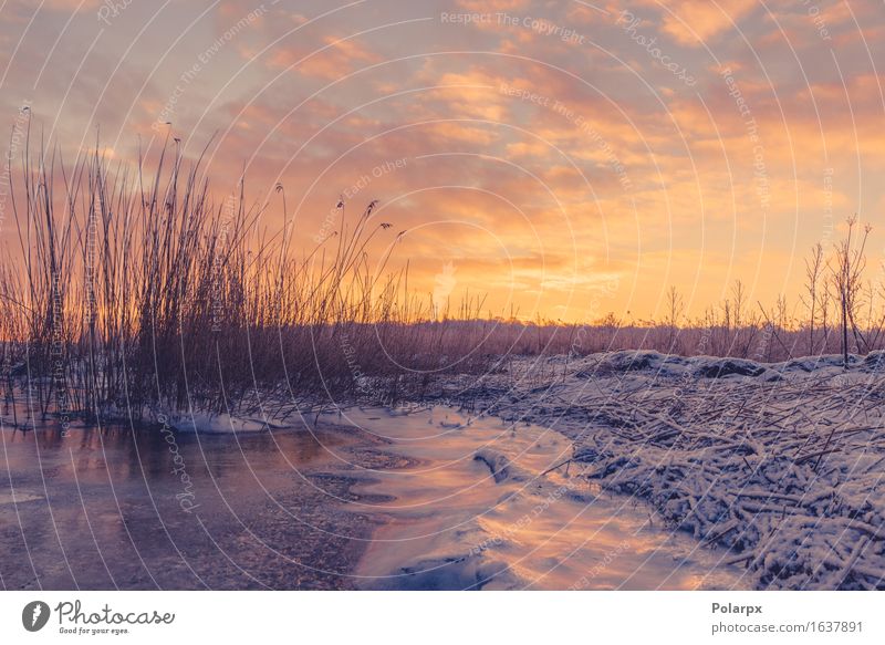 Frozen lake with grass silhouettes in the sunrise Beautiful Sun Beach Ocean Winter Snow Environment Nature Landscape Plant Sky Clouds Grass Coast Lake River