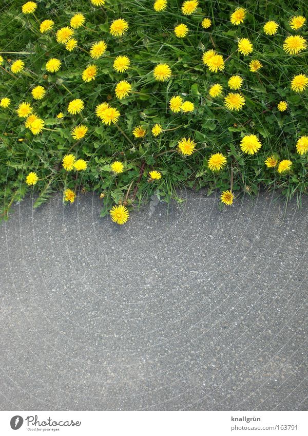 Nature vs. Civilisation Exterior shot Deserted Copy Space bottom Day Plant Spring Flower Grass Blossom Foliage plant Wild plant Meadow Blossoming Growth Under