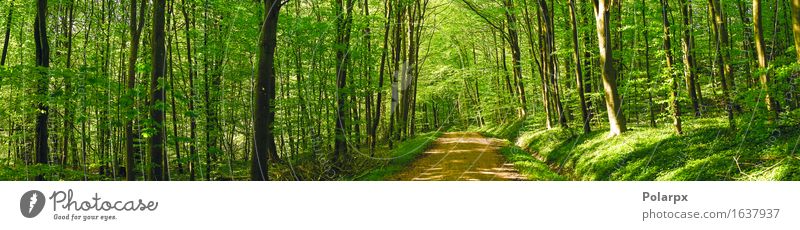 Road in a green forest panorama scenery in the spring Summer Sun Environment Nature Landscape Plant Spring Tree Leaf Park Forest Street Bright Natural Wild