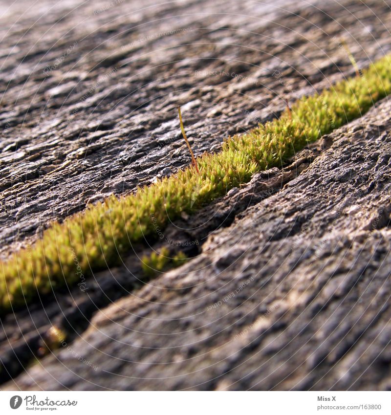 The way to the moss Colour photo Subdued colour Exterior shot Detail Macro (Extreme close-up) Moss Bog Marsh Wood Growth Diagonal Wetlands Putrefy