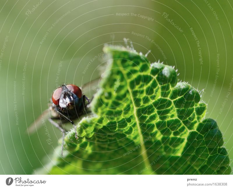 backlight fly Environment Nature Plant Animal Spring Summer Leaf Wild animal Fly 1 Green Insect Head Eyes Looking Sit Colour photo Exterior shot Close-up
