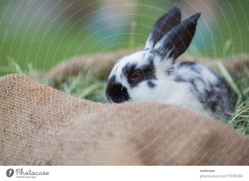 Sleep well! Easter Grass Garden Meadow Animal Pet Animal face Pelt Snout Hare ears Pygmy rabbit Mammal Rodent Straw Hay jute bag Observe Relaxation To enjoy