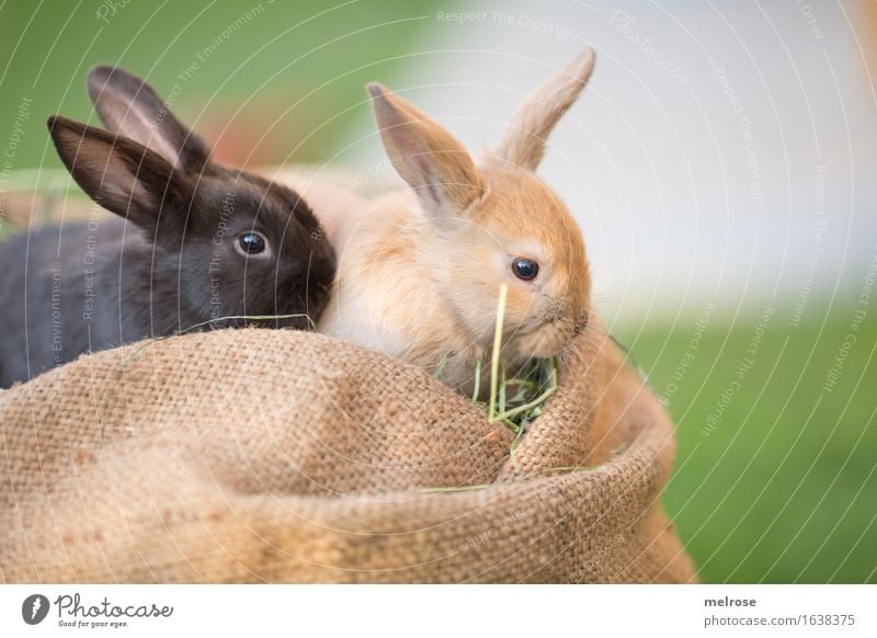 I and my buddy ... Easter Garden Meadow Animal Pet Animal face Pelt Pygmy rabbit Rodent Mammal hare spoon Brothers and sisters 2 Baby animal Jute sack Hay Straw