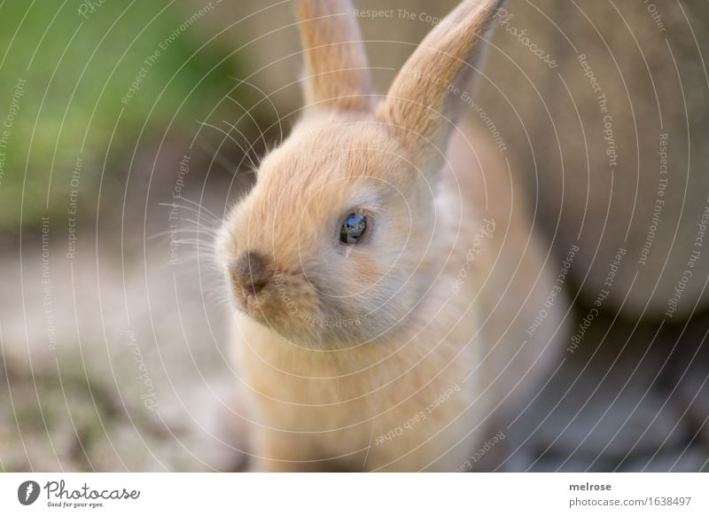 Wakey little guy Easter Garden Meadow Animal Pet Animal face Pelt Pygmy rabbit Snout Mammal Rodent Hare ears 1 Baby animal bright eyes Relaxation To enjoy Sit