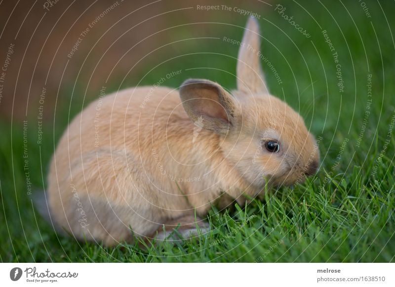 Cross-GRASER Grass Meadow Animal Pet Animal face Pelt Pygmy rabbit Mammal Rodent hare spoon 1 Pair of animals Relaxation To enjoy Friendliness Beautiful Cuddly