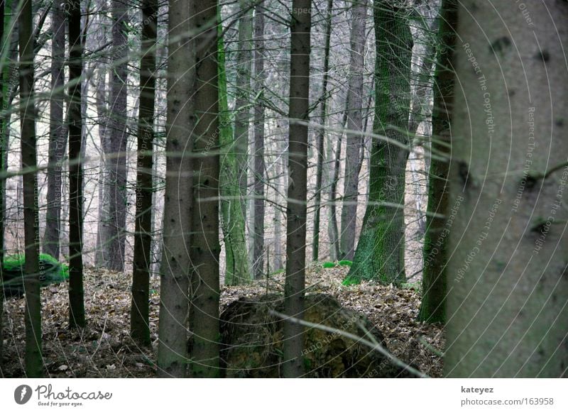 Once upon a time ... Colour photo Exterior shot Deserted Day Central perspective Hiking Nature Landscape Earth Bad weather Tree Moss Forest Stone Fear