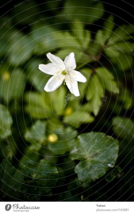 Morning Star Colour photo Exterior shot Detail Macro (Extreme close-up) Deserted Copy Space bottom Shallow depth of field Bird's-eye view Environment Nature