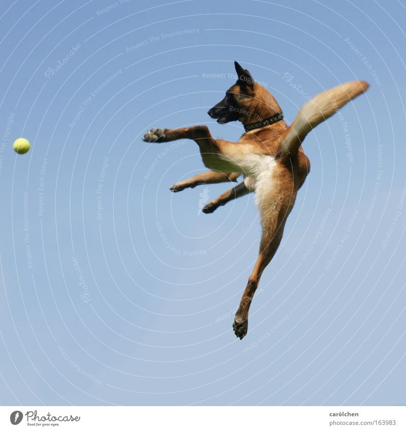 Dog Joy Animal by carölchen. A Royalty Free Stock Photo on Movement