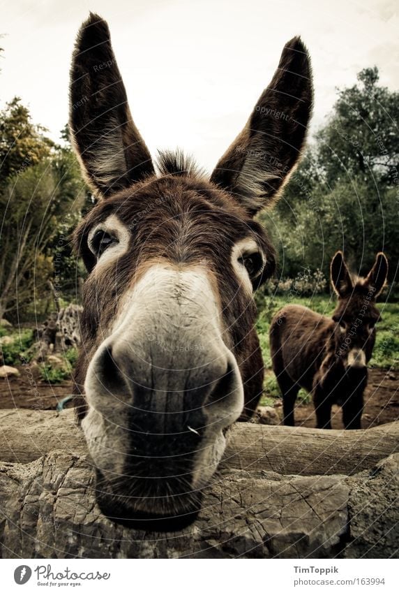 Animal Farm #3 Exterior shot Animal portrait Looking into the camera Field Farm animal Animal face 2 Curiosity Cute Brown Ear Snout Donkey Mule Day