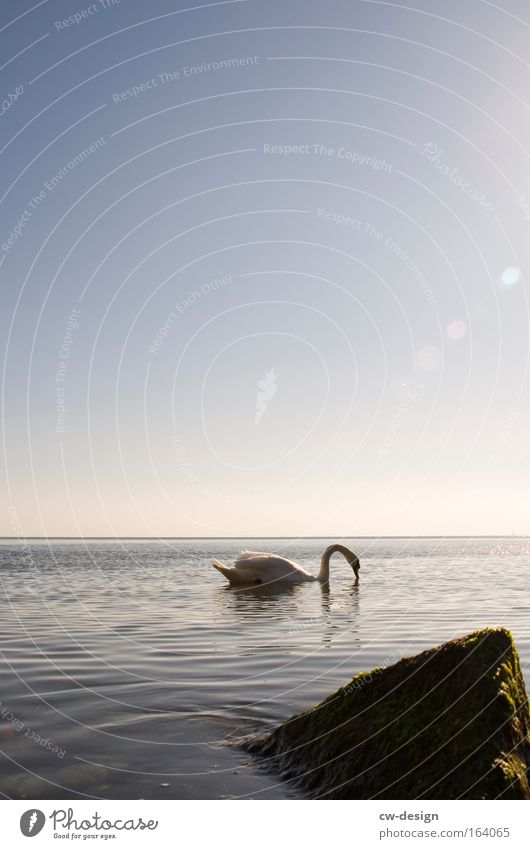 I'm swaning! Colour photo Exterior shot Copy Space top Copy Space middle Morning Light Reflection Back-light Worm's-eye view Profile Downward Safari Ocean