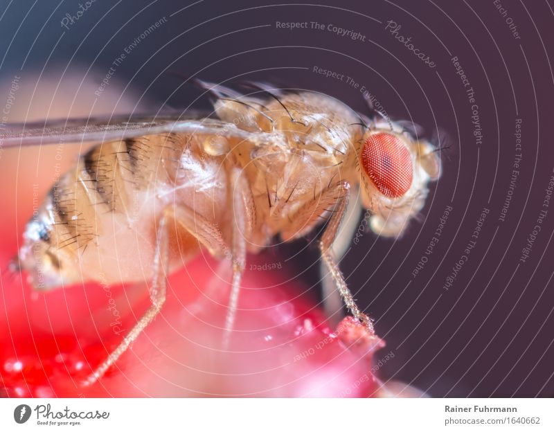 a fermenting fly sits on a strawberry Nature Animal Wild animal Fly "Fermenting fly Fruit Fly" 1 To feed Colour photo Interior shot Macro (Extreme close-up)