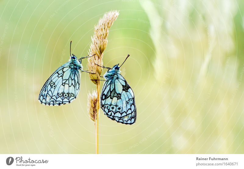 two chessboard moths sitting on a blade of grass Animal Wild animal Butterfly "Chessboard butterfly Melanargia galathea" 2 Love Sit Colour photo Close-up