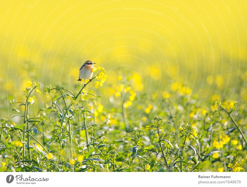 a whinchat is sitting in a blooming rape field Environment Nature Landscape Spring Beautiful weather Warmth Field Animal Bird Whinchat 1 "Pop Yellow