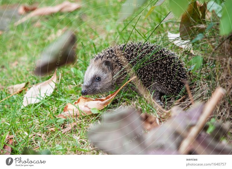 Hedgehog in the meadow insectivorous Thorn Autumn Grass Leaf Garden Park Meadow Animal 1 Thorny Brown Green Button eyes To hibernate hedgehog Full-length