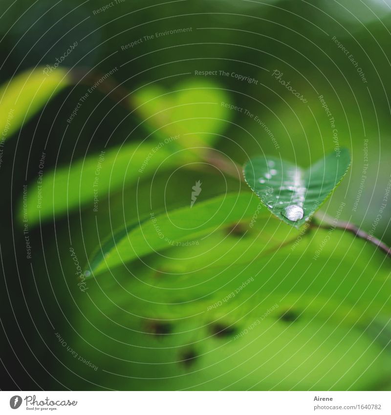 May Rain I Plant Drops of water Weather Bushes Leaf rock pear Water Fluid Fresh Green Pure Colour photo Exterior shot Close-up Deserted Neutral Background Day