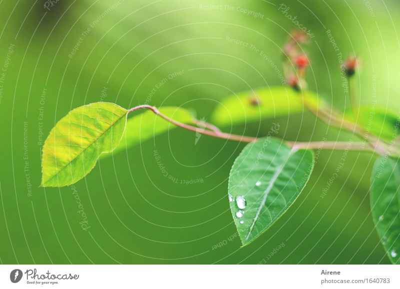 May Rain II Plant Water Drops of water Spring Weather Bushes Leaf rock pear Fluid Fresh Cold Wet Green Pure Colour photo Exterior shot Deserted