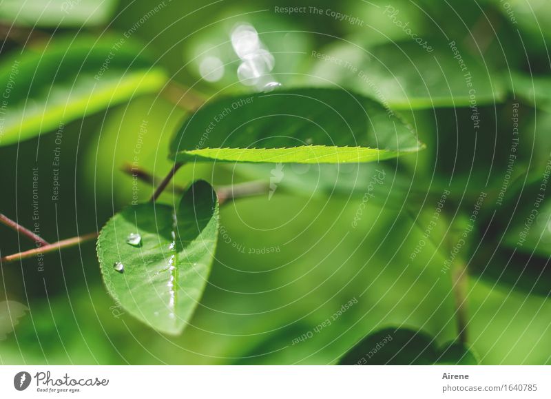 May Rain IV Plant Water Drops of water Spring Weather Bushes Leaf rock pear Pearl Glittering Fresh Wet Green Spring fever sparkle Colour photo Exterior shot