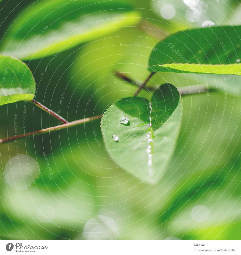 May Rain V Water Drops of water Spring Weather Plant Bushes Leaf rock pear Fresh Glittering Wet Natural Green Colour photo Exterior shot Deserted