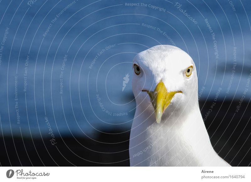 direct look Animal Bird Seagull Gull birds 1 Threat Brash Maritime Curiosity Blue White Direct Beak Head bird's beak Colour photo Exterior shot Deserted