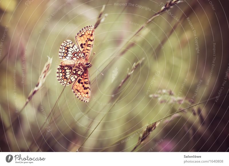 Beautiful from behind Environment Nature Animal Garden Meadow Wild animal Butterfly 1 Brown Gold Orange Flying Wing Corn Wheat Butterfly Insect Grass