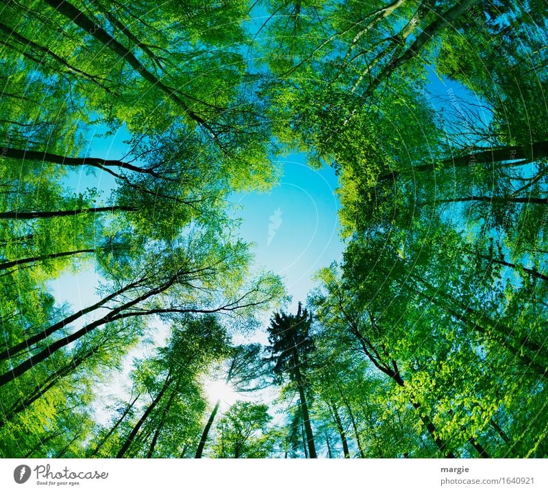 View: green tall trees form a hole to the blue sky Trip Environment Nature Sky Tree Forest Blue Green Safety (feeling of) Hope Belief Infinity Tree trunk
