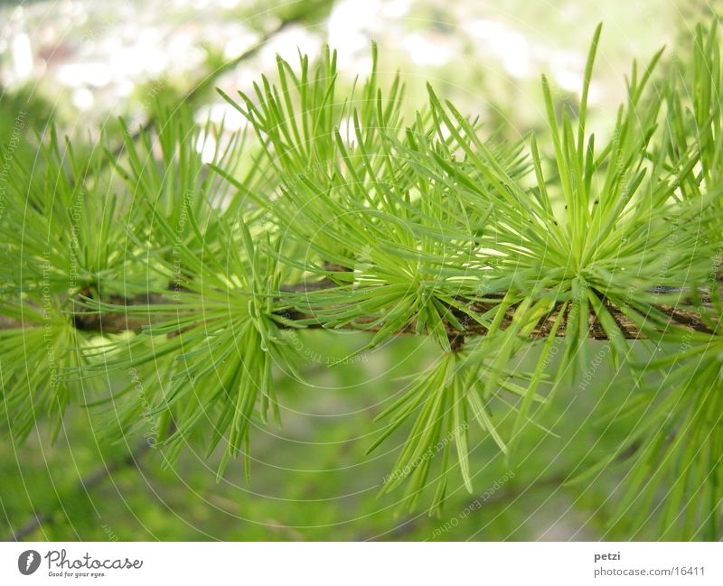 larch branch Environment Nature Plant Foliage plant Thorny Green Larch fresh green Twig Fir needle Colour photo Multicoloured Exterior shot Detail