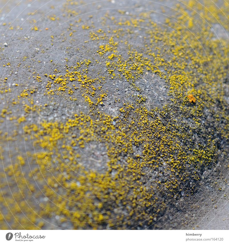 Nothing going on without moss Colour photo Exterior shot Close-up Detail Macro (Extreme close-up) Copy Space left Copy Space top Copy Space bottom