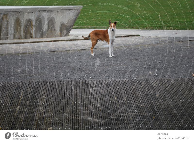 woof Colour photo Subdued colour Exterior shot Copy Space right Day Central perspective Wide angle Animal portrait Looking into the camera Grass Park Deserted